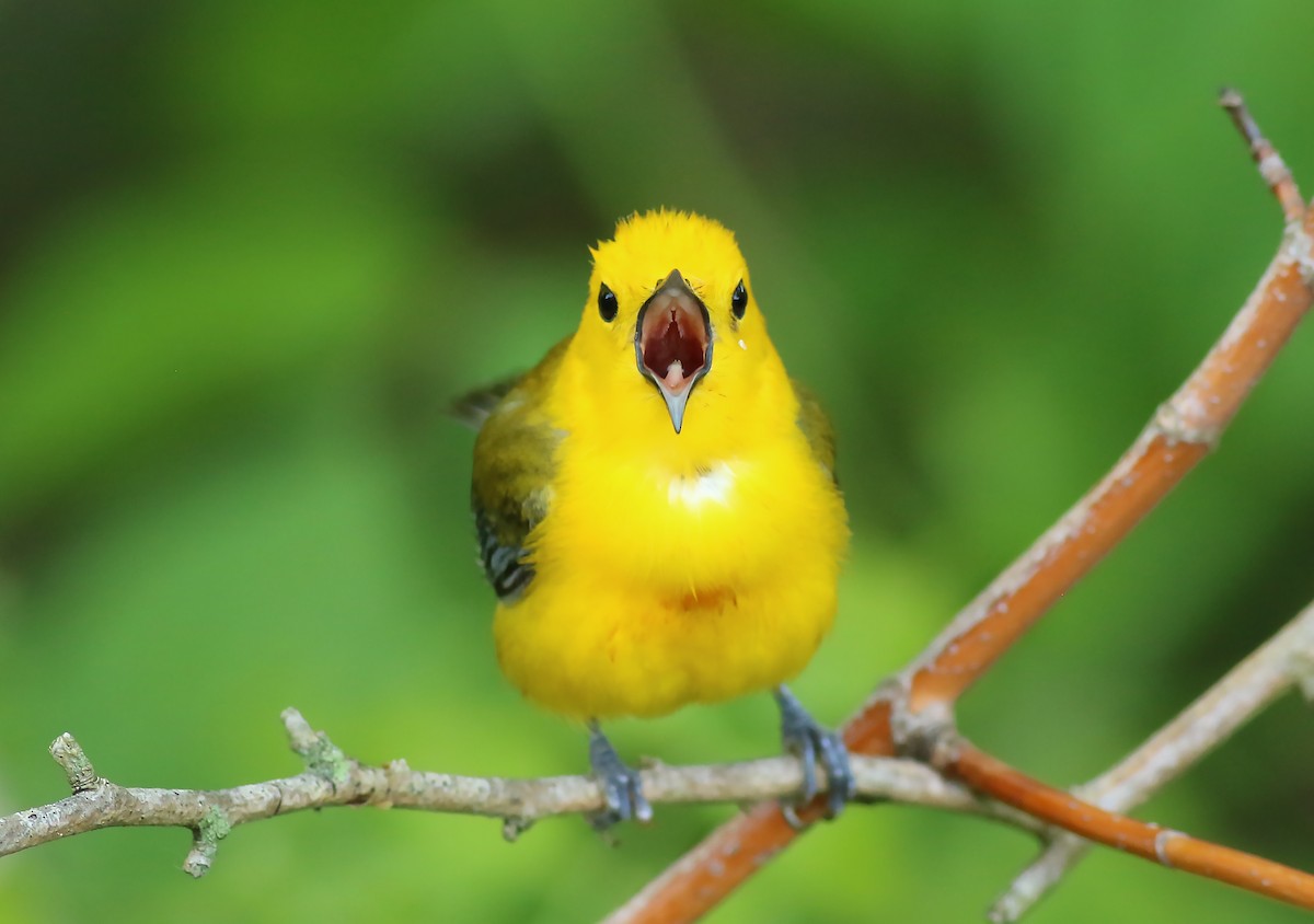 Prothonotary Warbler - Bence Kokay