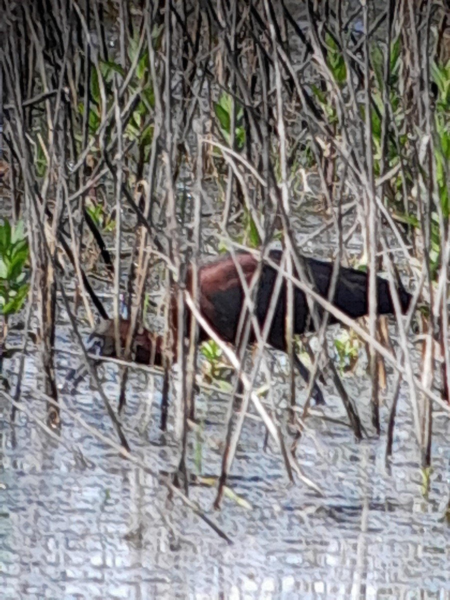 Glossy Ibis - Brad Grover