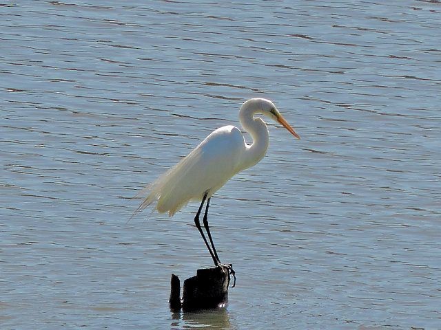 Great Egret - Katryane Camile