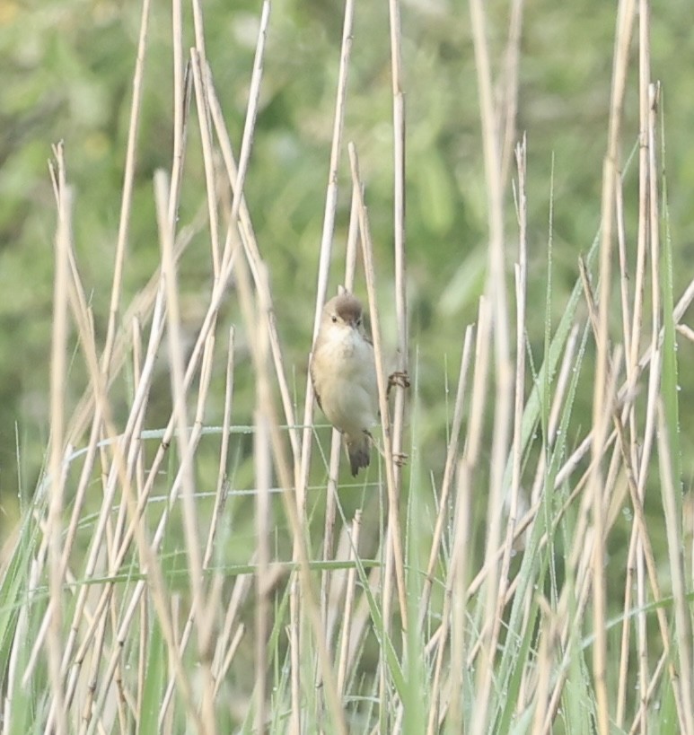 Common Reed Warbler - Tyler Atkinson