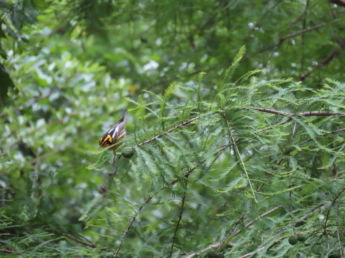 Blackburnian Warbler - ML619290468