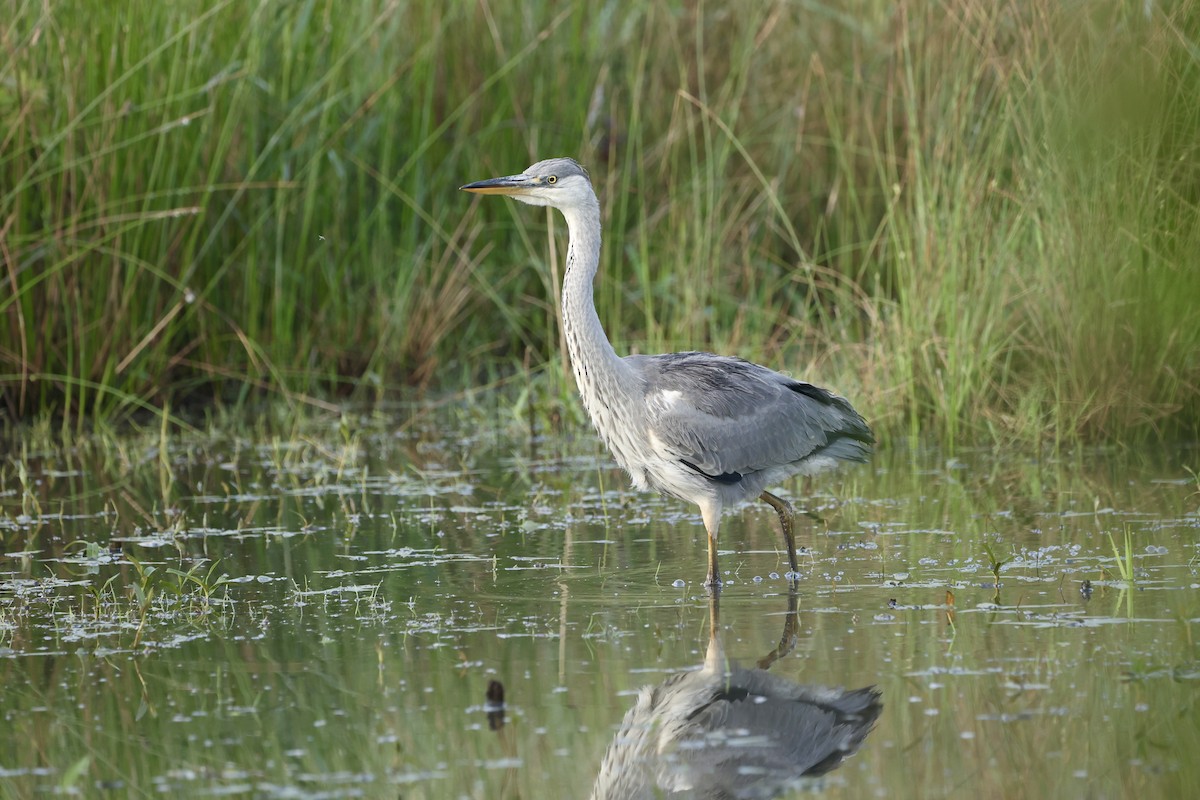 Gray Heron - Tyler Atkinson