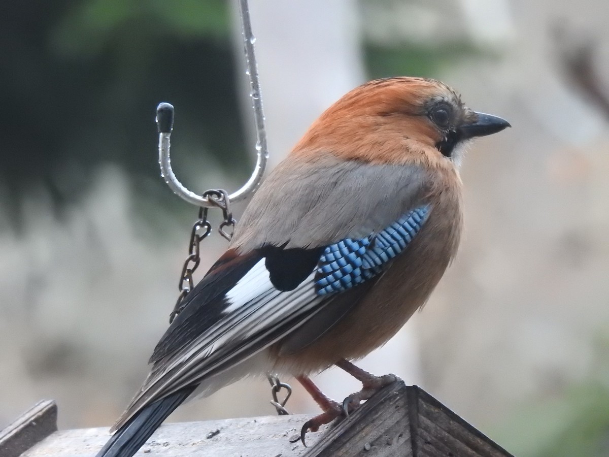 Eurasian Jay - Craig Jackson