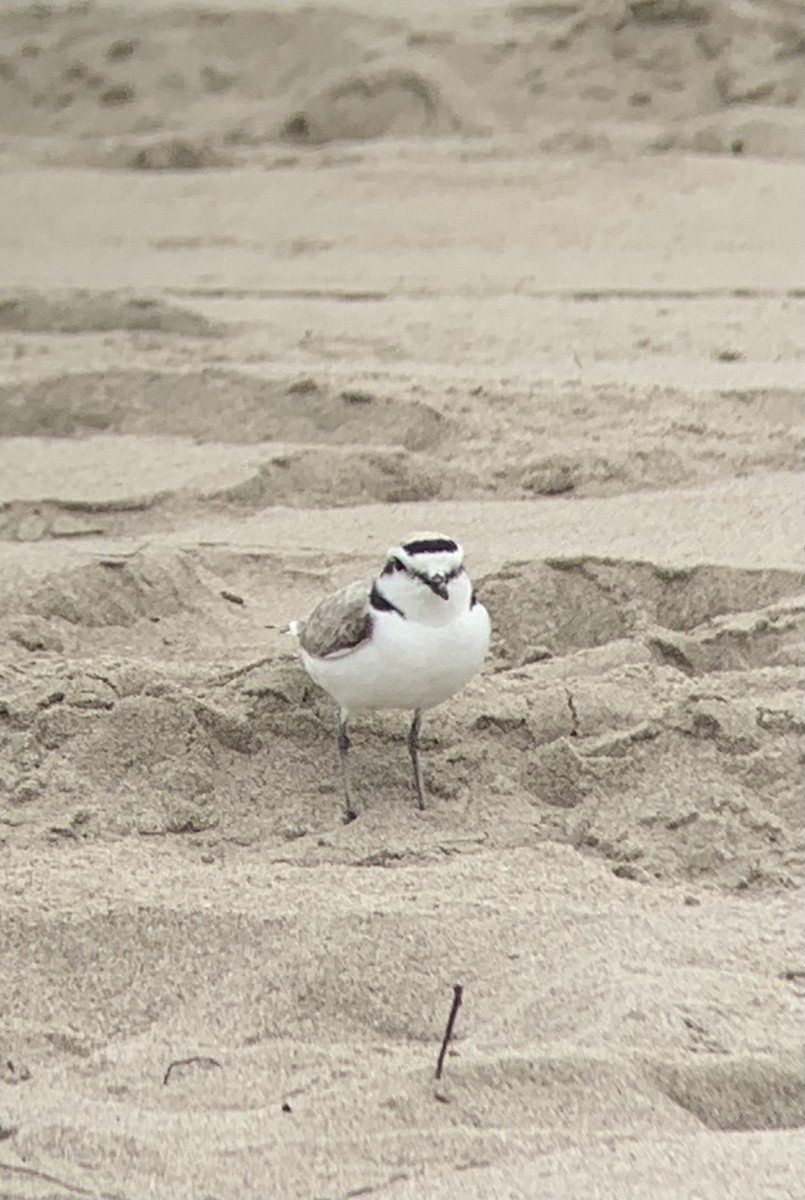 Snowy Plover - Doug Woodby