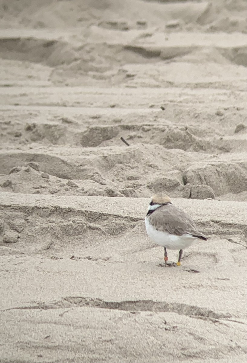 Snowy Plover - Doug Woodby
