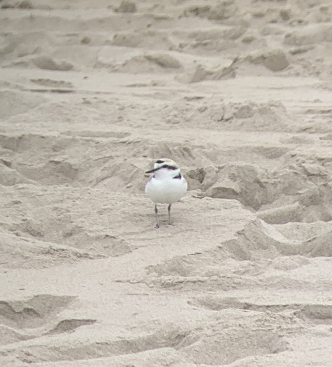 Snowy Plover - Doug Woodby