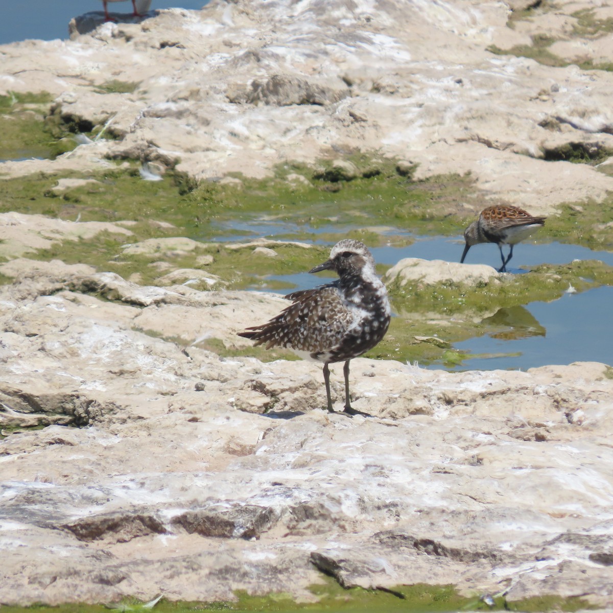 American Golden-Plover - Mary Guell