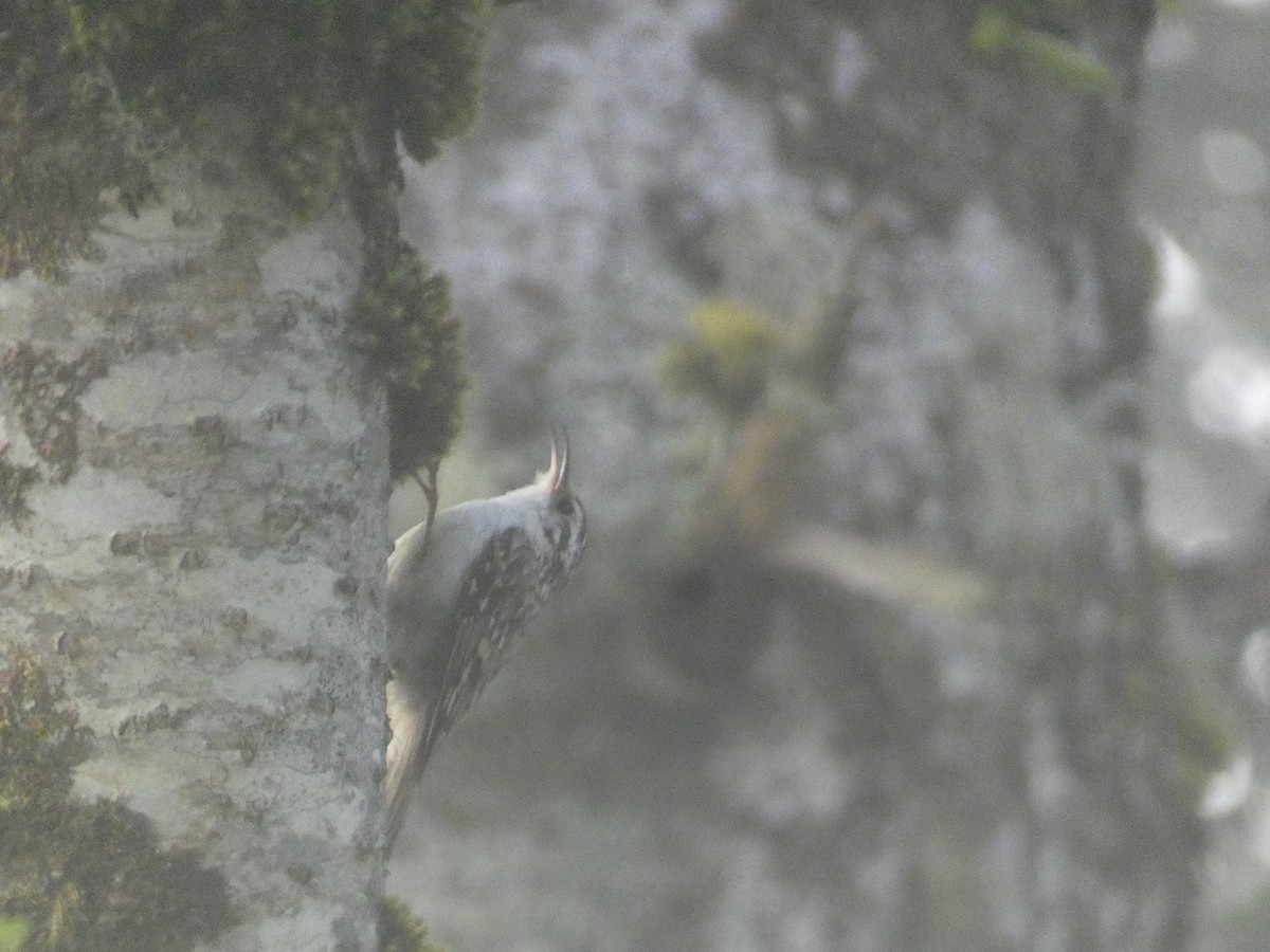 Eurasian Treecreeper - Xavier Parra Cuenca