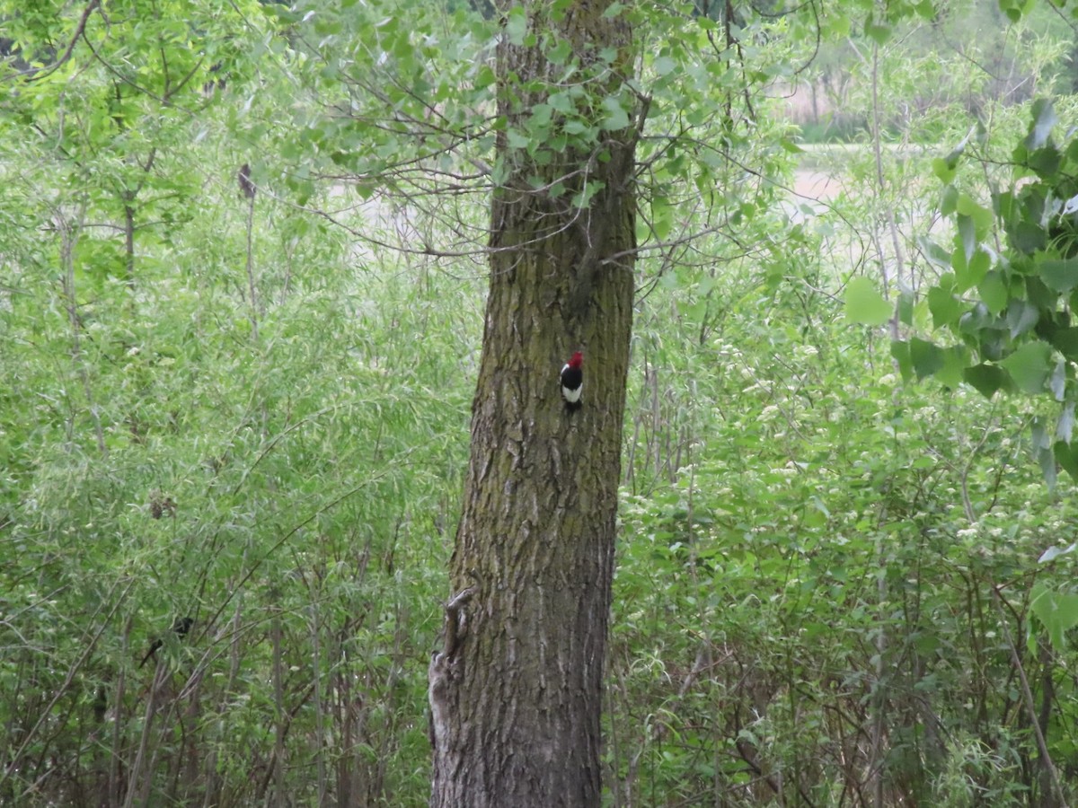 Red-headed Woodpecker - ML619290495