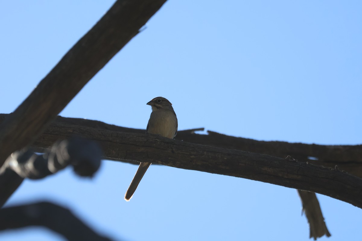 Rufous-crowned Sparrow - Nik Byle