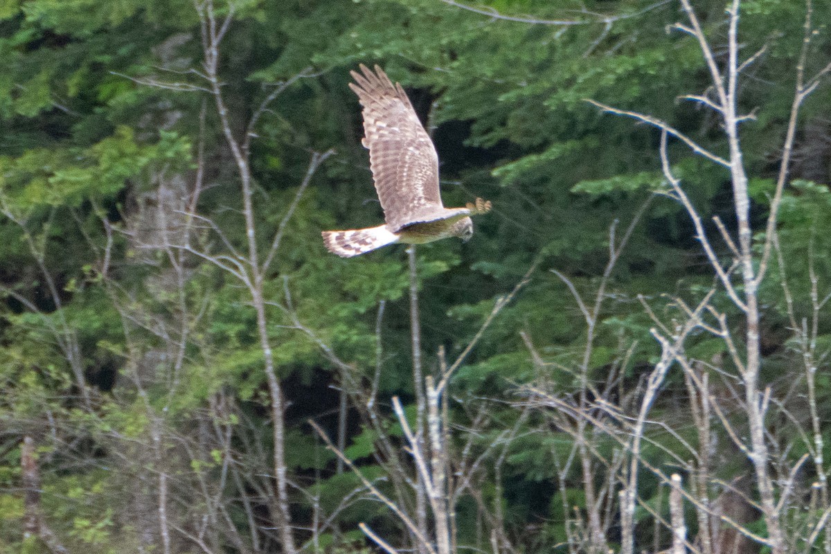 Northern Harrier - ML619290503