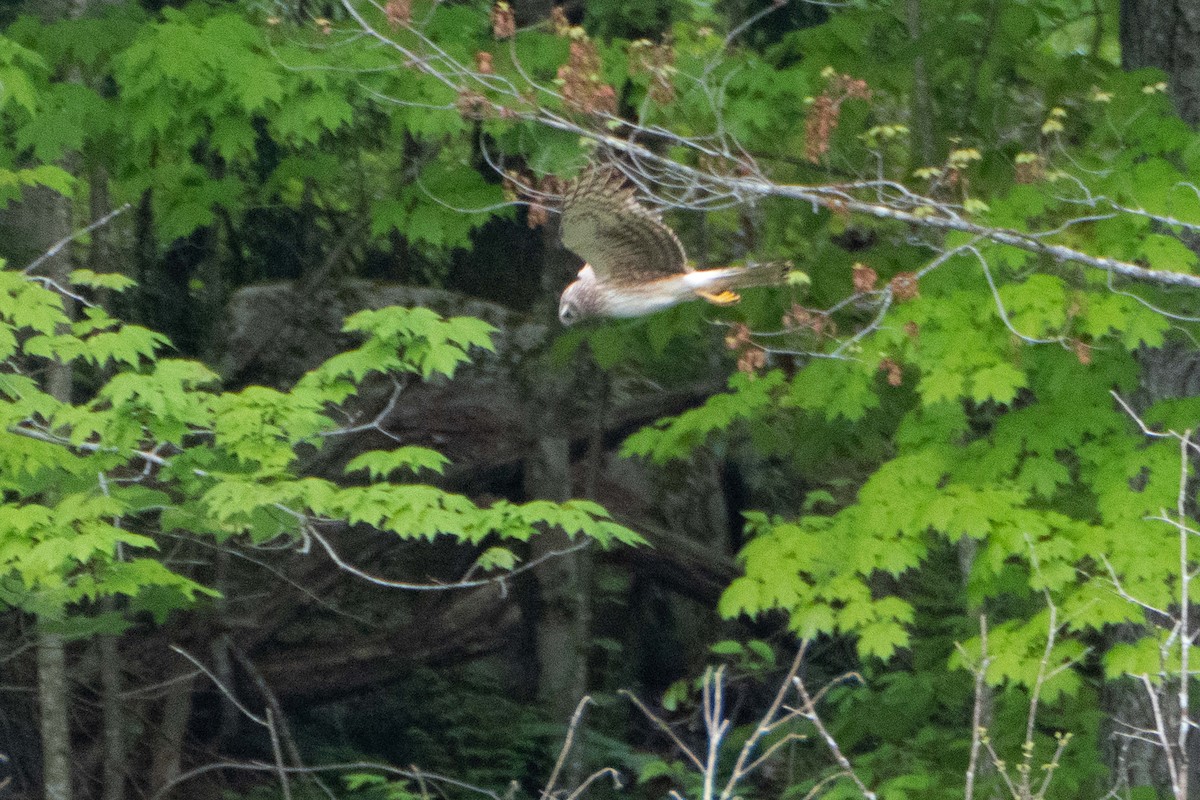 Northern Harrier - Susan Elliott