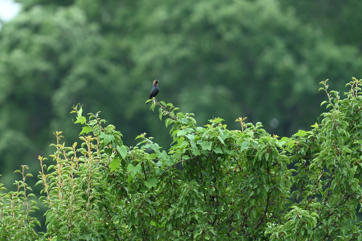 Brown-headed Cowbird - William Woody