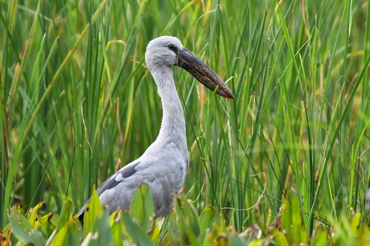 Asian Openbill - Rotem Avisar