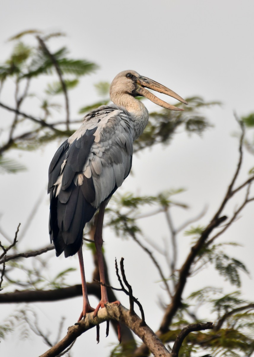 Asian Openbill - Rotem Avisar