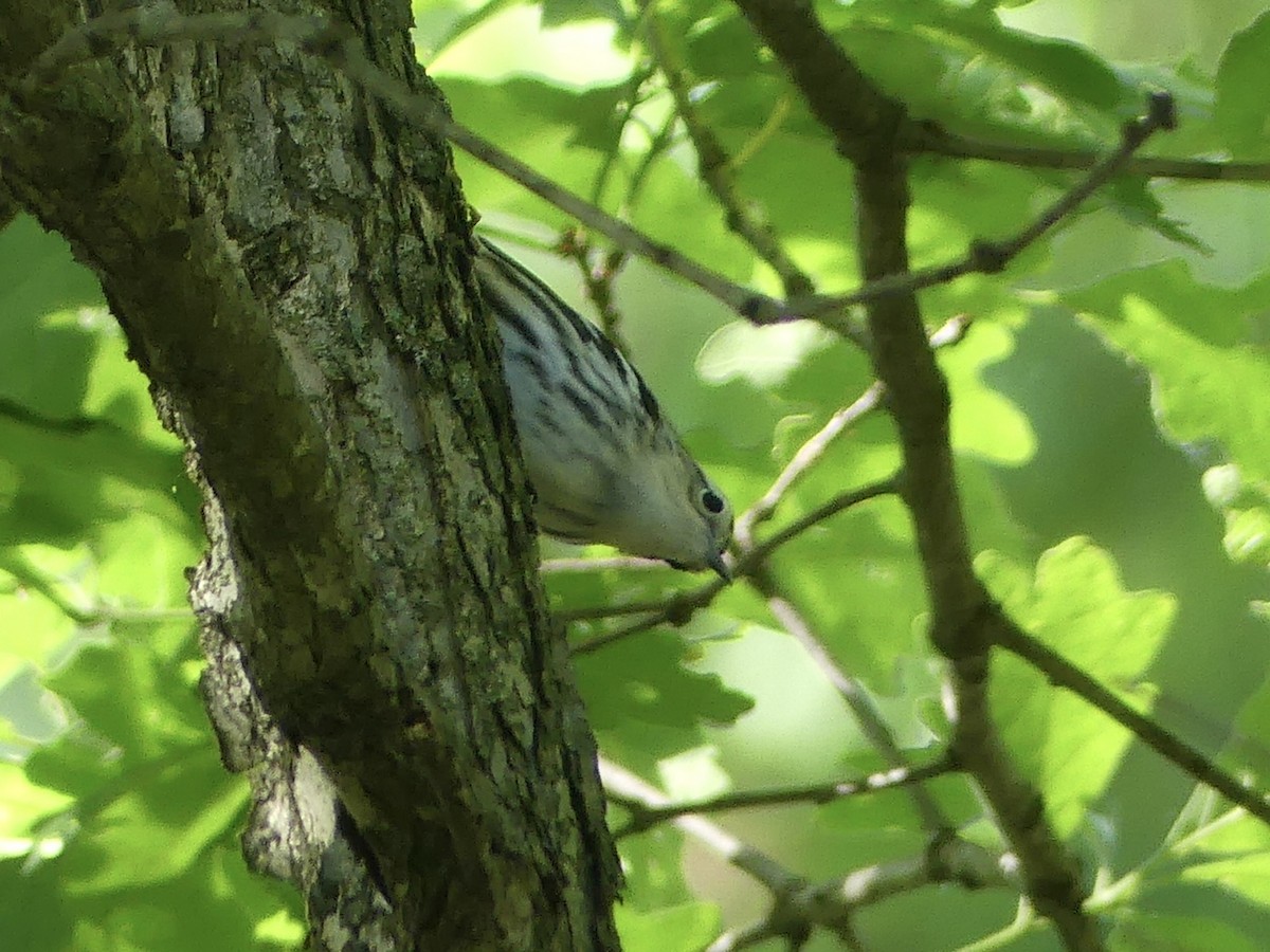 Black-and-white Warbler - Anonymous