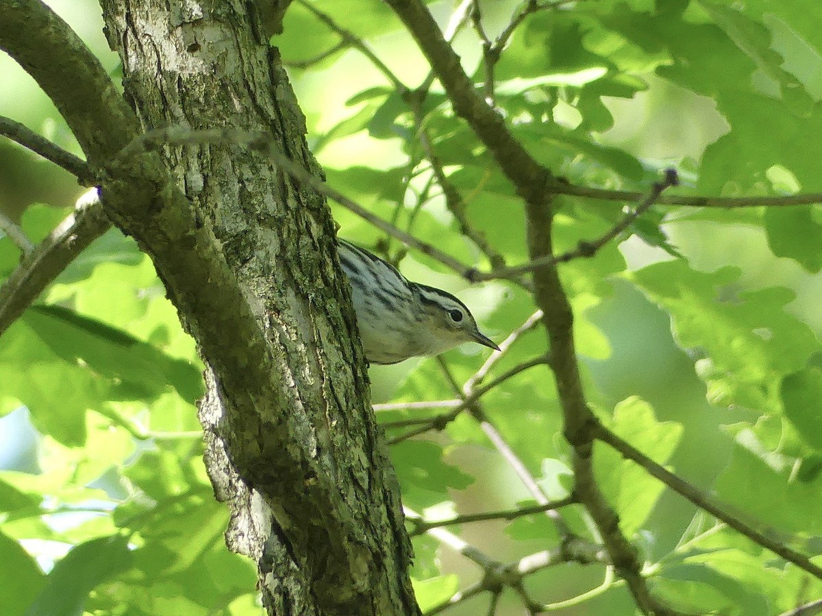 Black-and-white Warbler - Anonymous