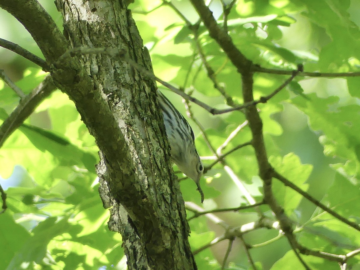 Black-and-white Warbler - Anonymous