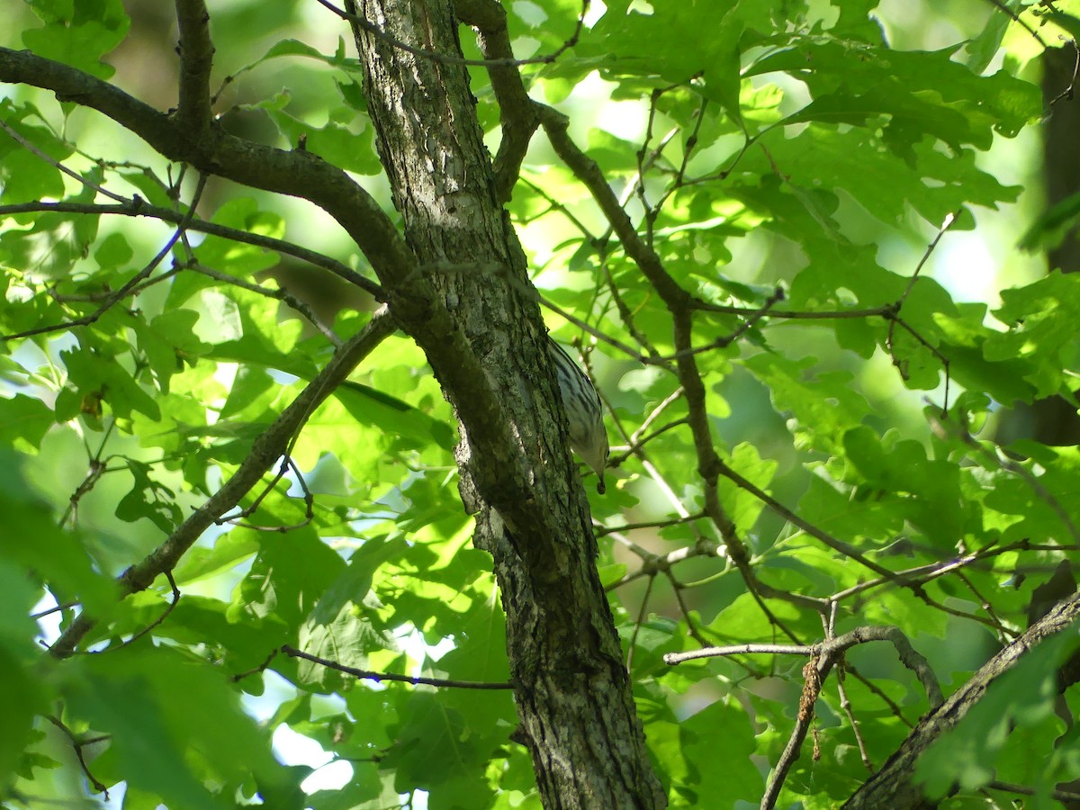 Black-and-white Warbler - Anonymous