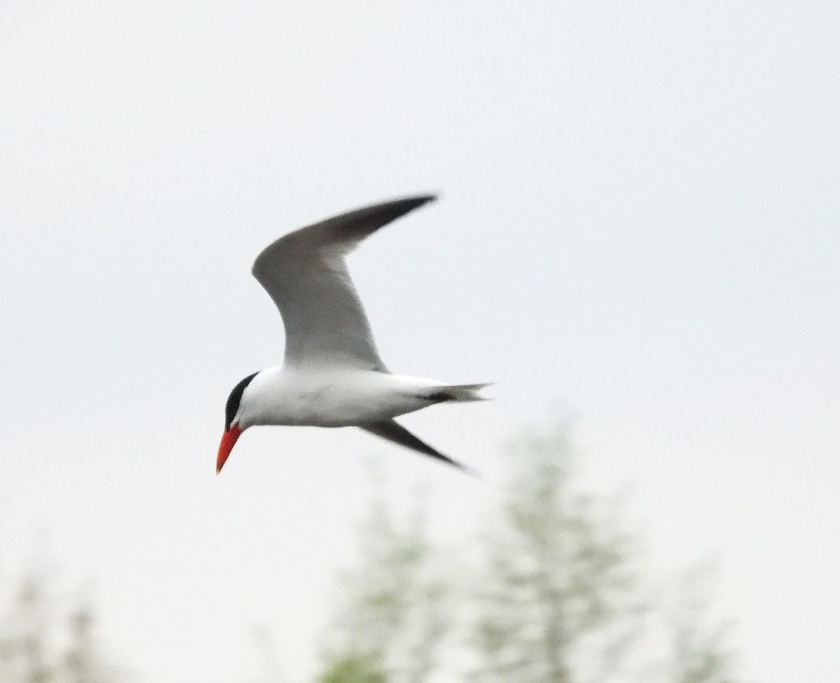 Caspian Tern - Christopher Zayachkowski