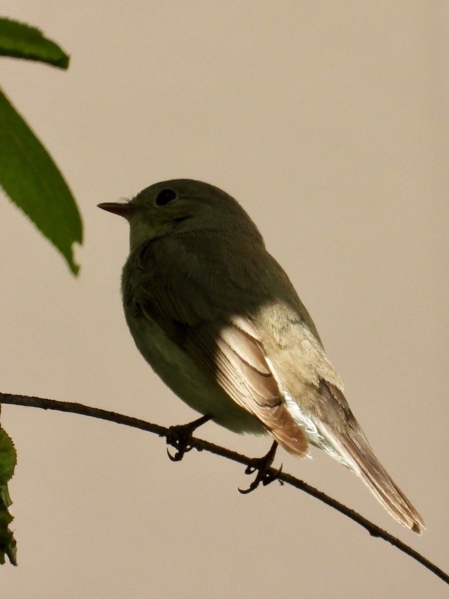Red-breasted Flycatcher - ML619290526
