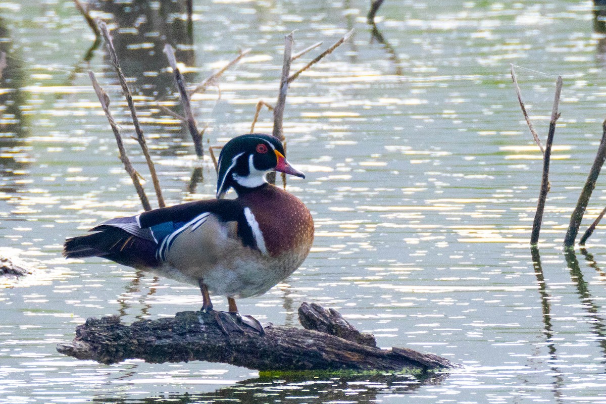 Wood Duck - ML619290528