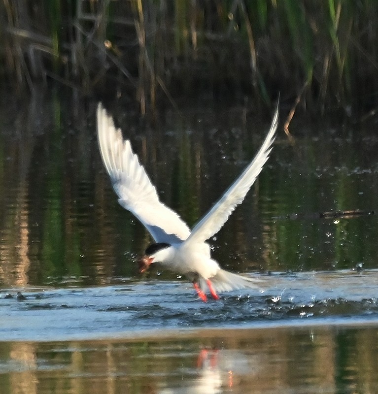 Common Tern - ML619290531