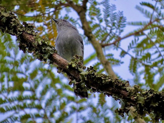 Variable Antshrike - Katryane Camile