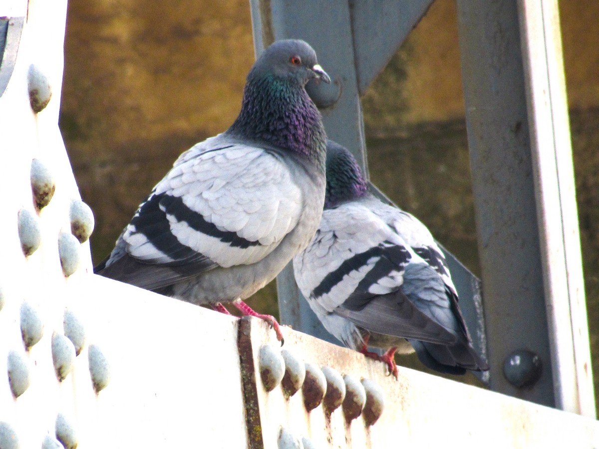 Rock Pigeon - Manuel Ruiz