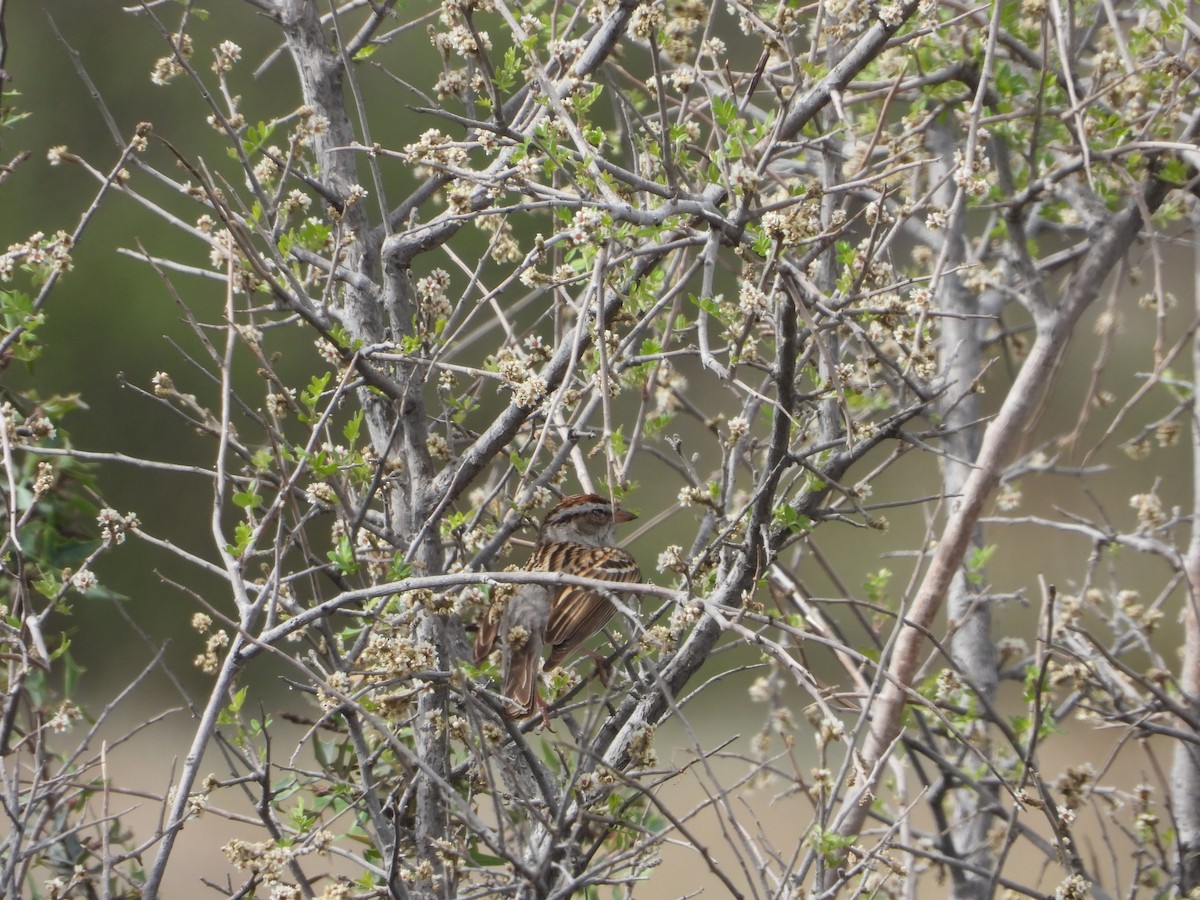 Chipping Sparrow - Manuel Alejandro Rodriguez Martinez