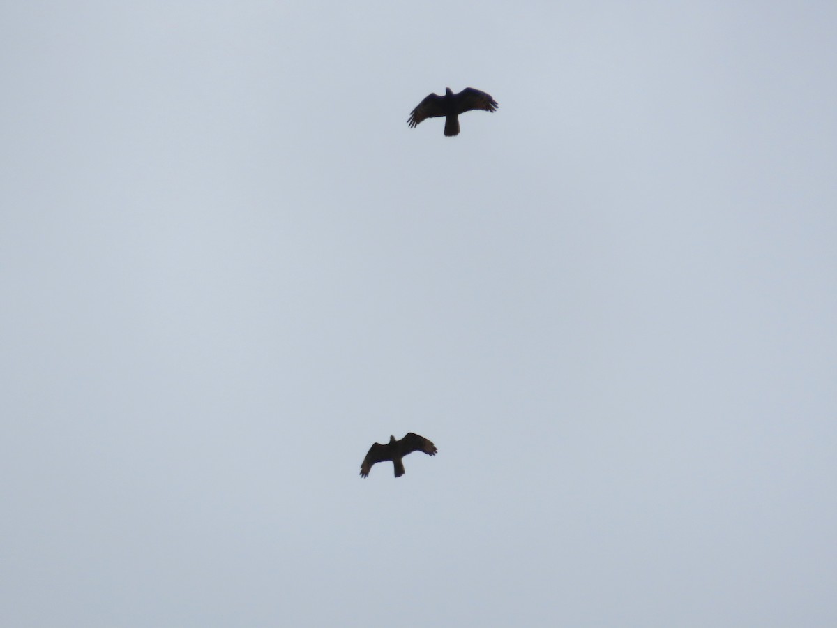 European Honey-buzzard - Juanjo Bote