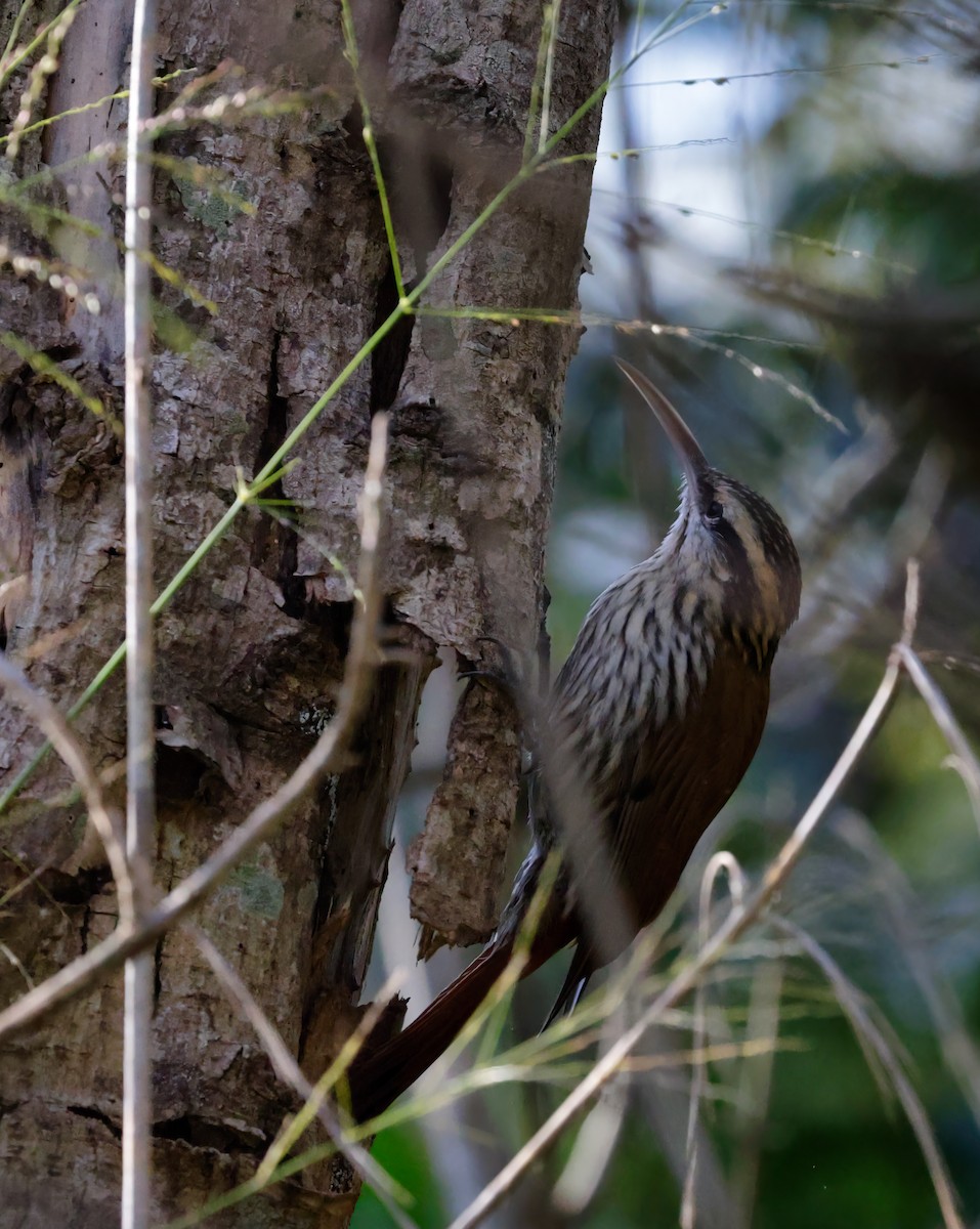 Narrow-billed Woodcreeper - Anonymous