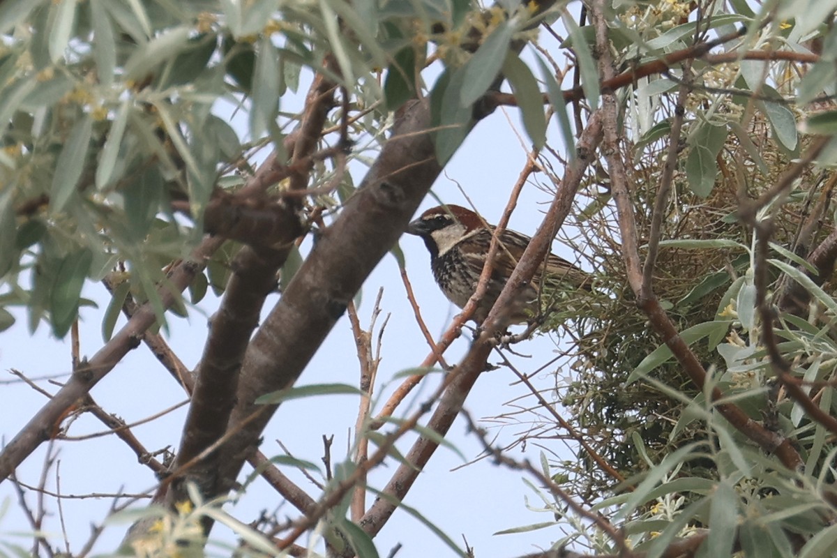 Spanish Sparrow - Charley Hesse TROPICAL BIRDING