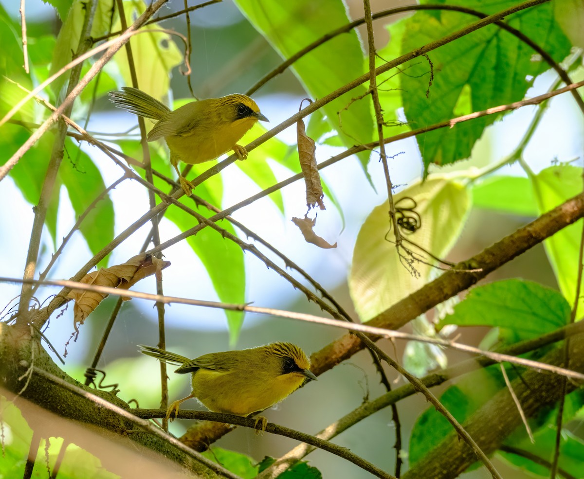 Golden Babbler - Nara Jayaraman