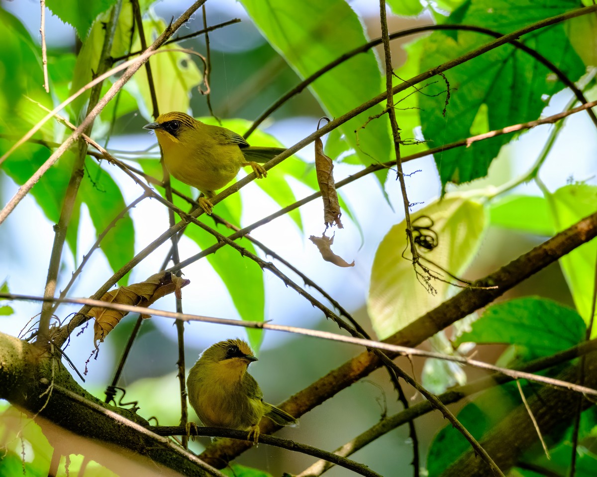 Golden Babbler - Nara Jayaraman