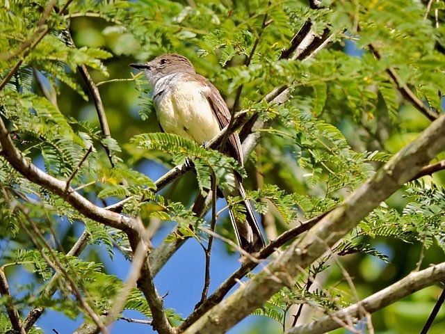 Short-crested Flycatcher - Katryane Camile