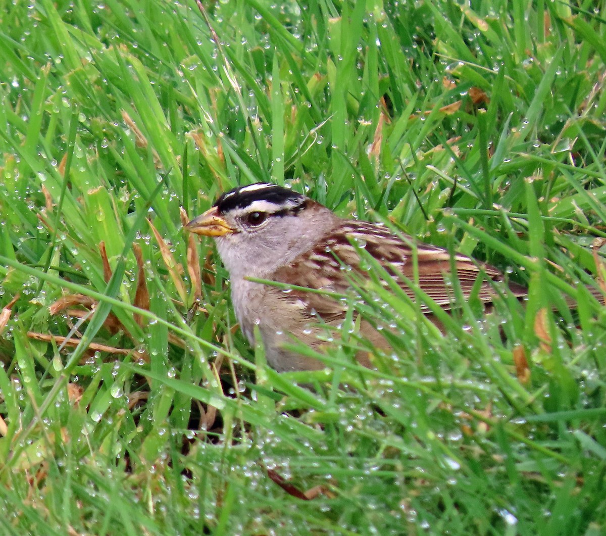 White-crowned Sparrow - Jim Scott