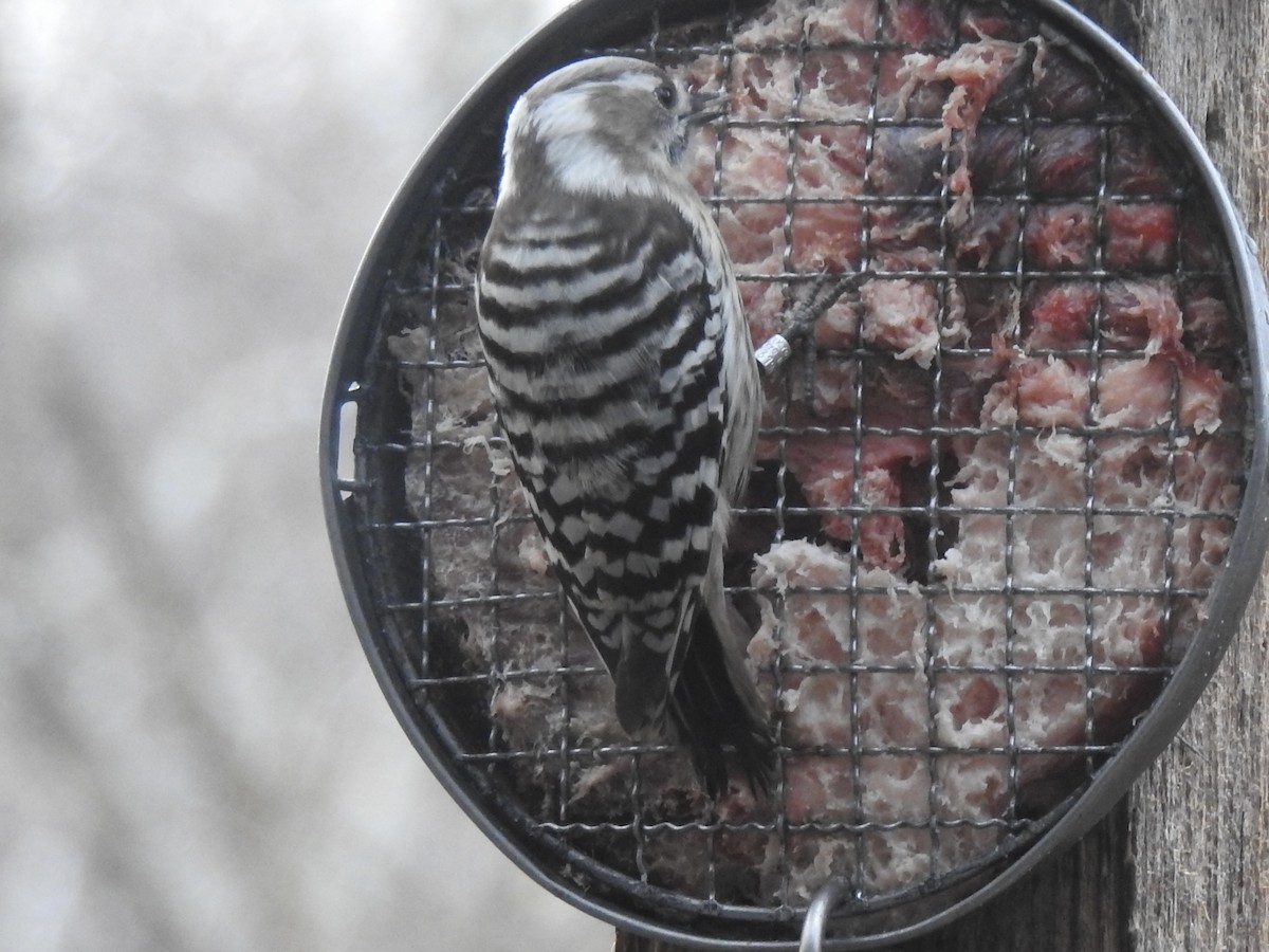 Japanese Pygmy Woodpecker - Craig Jackson