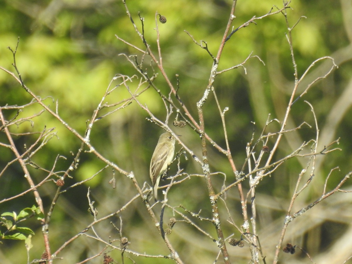 Alder Flycatcher - Tom Dibblee