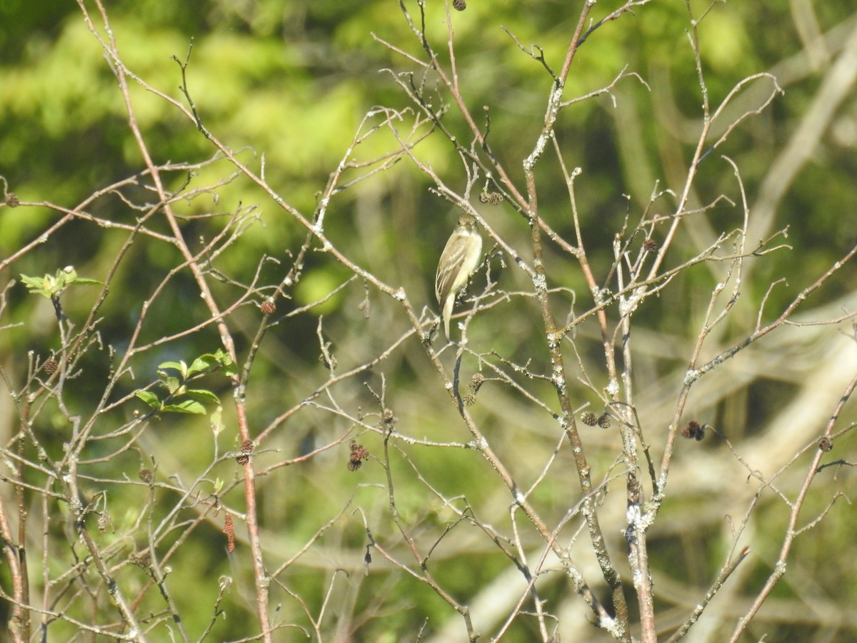 Alder Flycatcher - Tom Dibblee