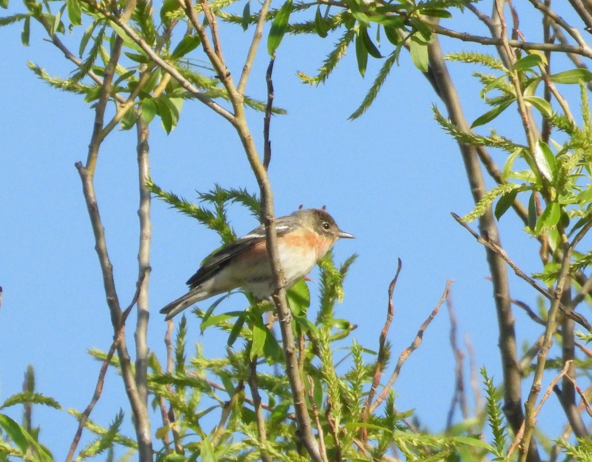 Braunkehl-Waldsänger - ML619290620