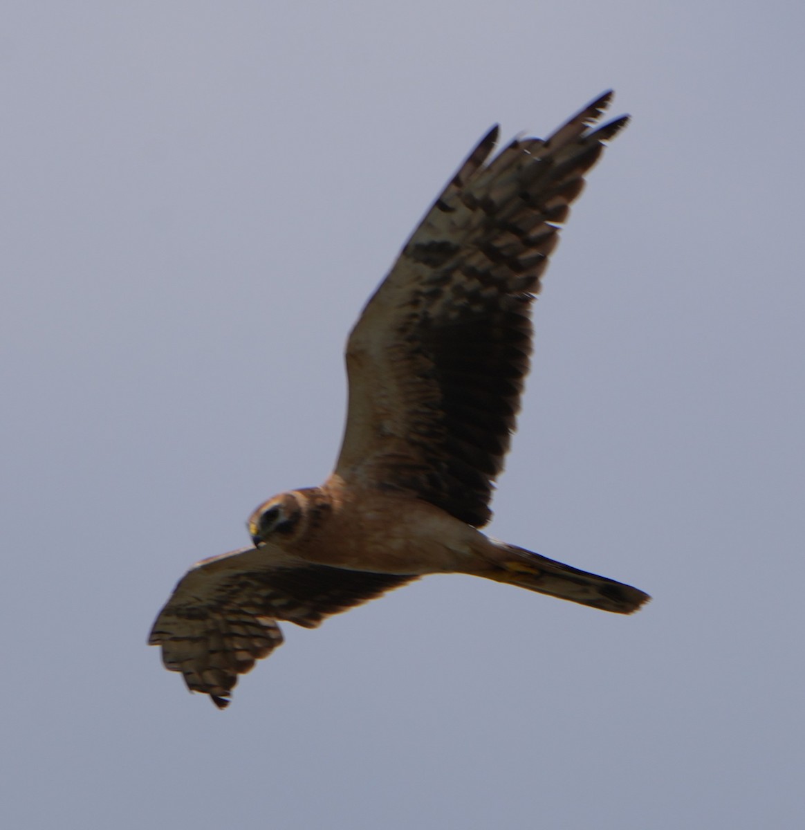 Pallid Harrier - Piotr Kopciewicz