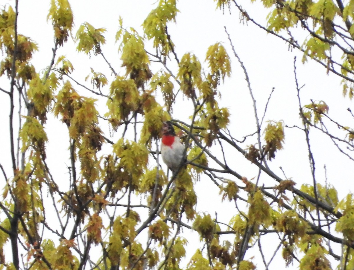 Rose-breasted Grosbeak - Christopher Zayachkowski