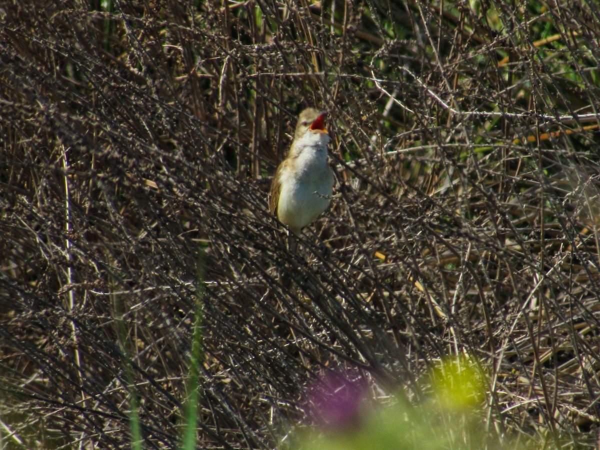 Great Reed Warbler - Manuel Ruiz