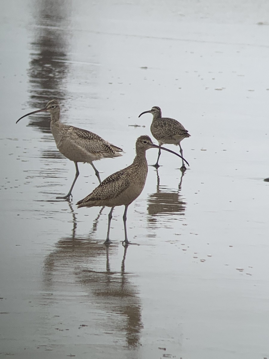 Whimbrel - Doug Woodby