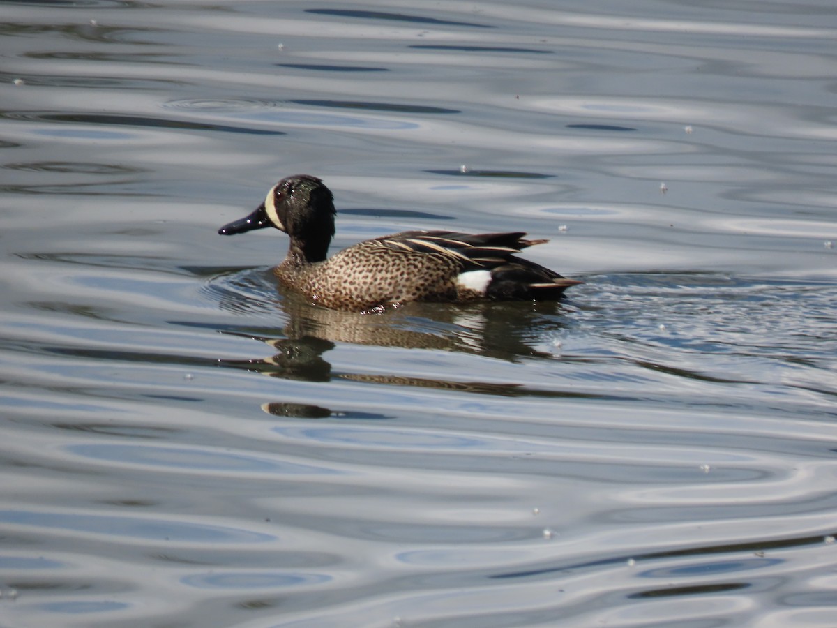 Blue-winged Teal - ML619290647
