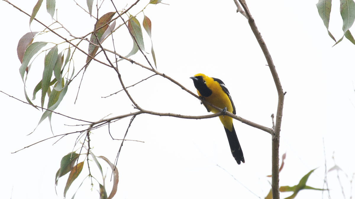 Hooded Oriole - Faith Barton