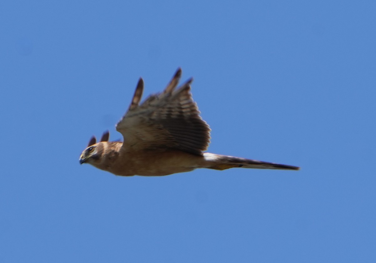 Pallid Harrier - Piotr Kopciewicz