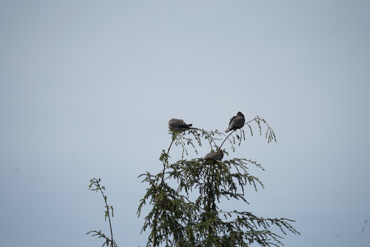 Band-tailed Pigeon - Mark Swanson