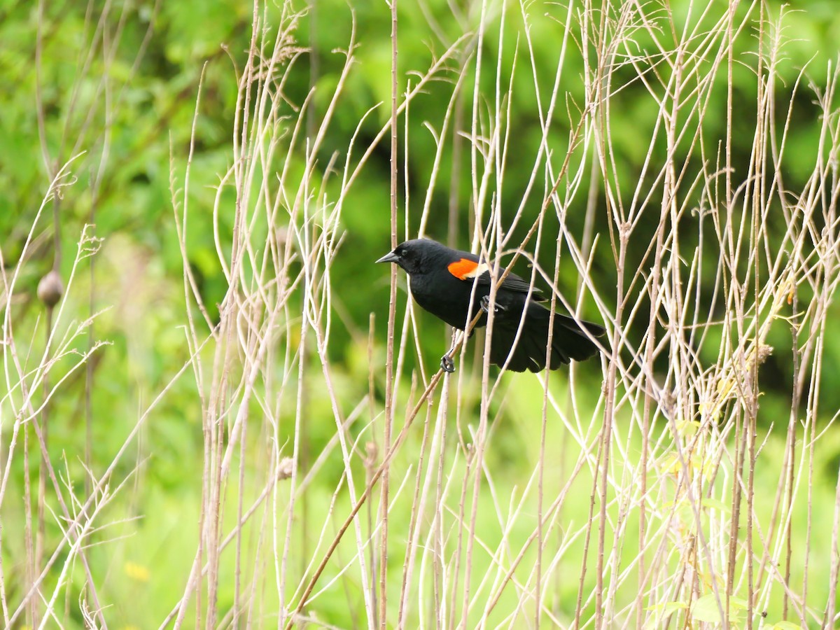 Red-winged Blackbird - Pat and Tony Nastase